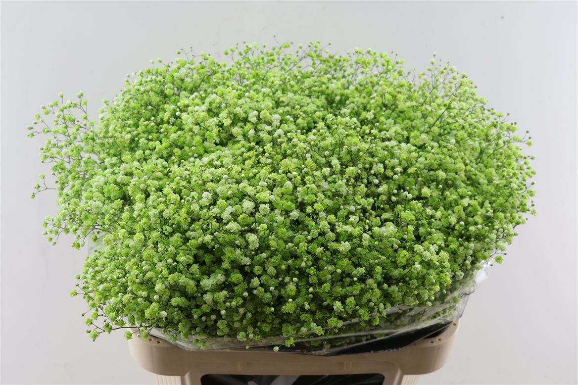 Gypsophila Painted Panic Green Apple 80cm 40gr.