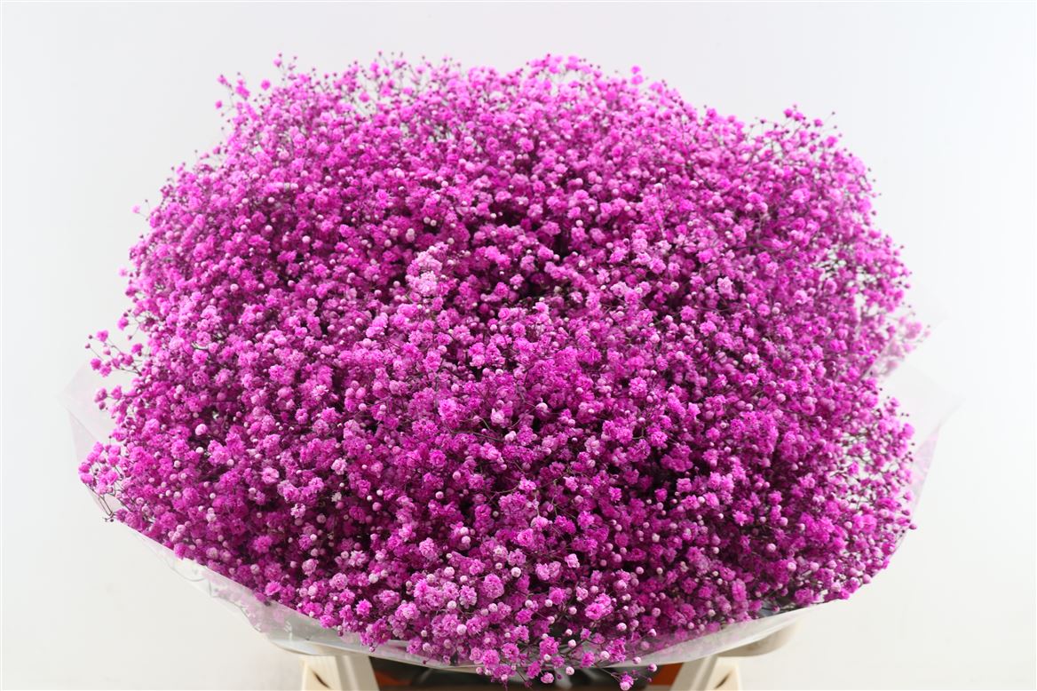 Gypsophila Painted Panic Hot Pink 80cm 40gr.