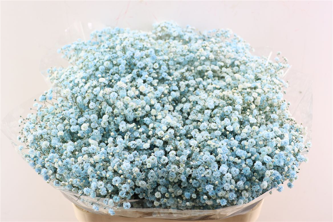 Gypsophila Painted Panic Light Blue 80cm 40gr.