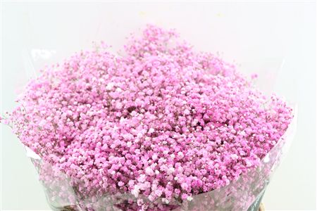 Gyps Pa. Light Pink