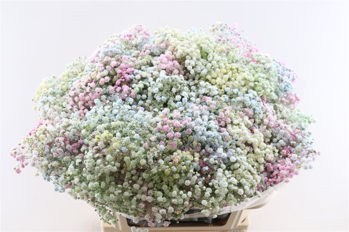 Gypsophila Painted Panic Disco 80cm 40gr.