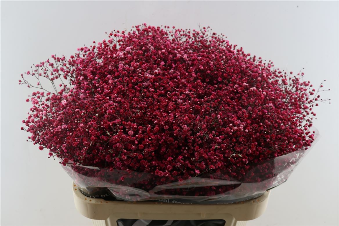 Gypsophila Painted Panic Red Wine 80cm 40gr.