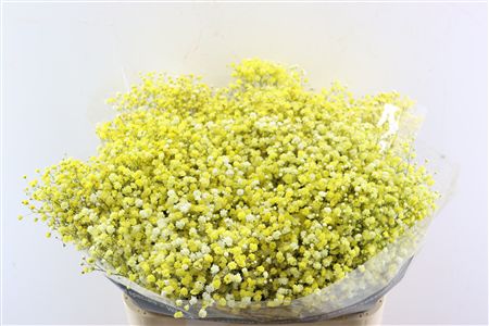 Gyps Pa. Yellow