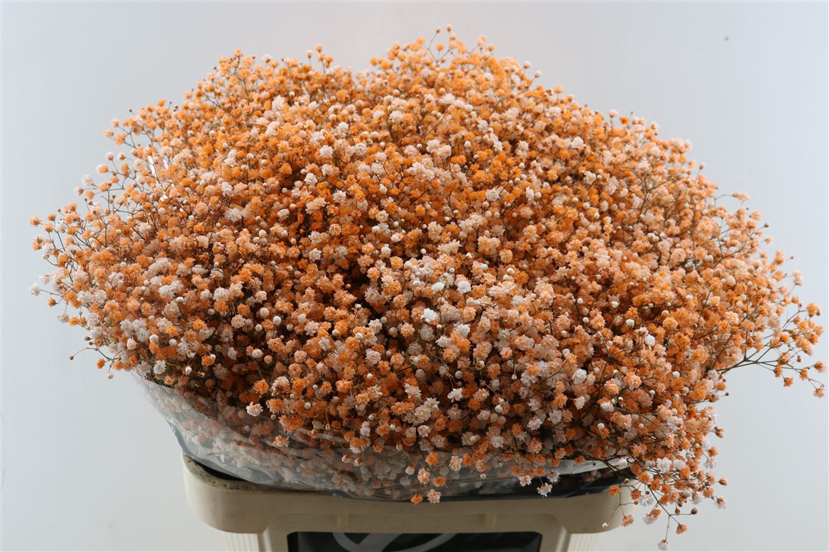 Gypsophila Painted Panic Orange 80cm 40gr.