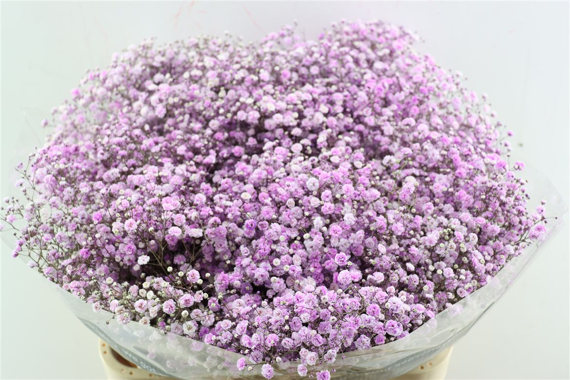 Gypsophila Painted Panic Lavender 80cm 40gr.