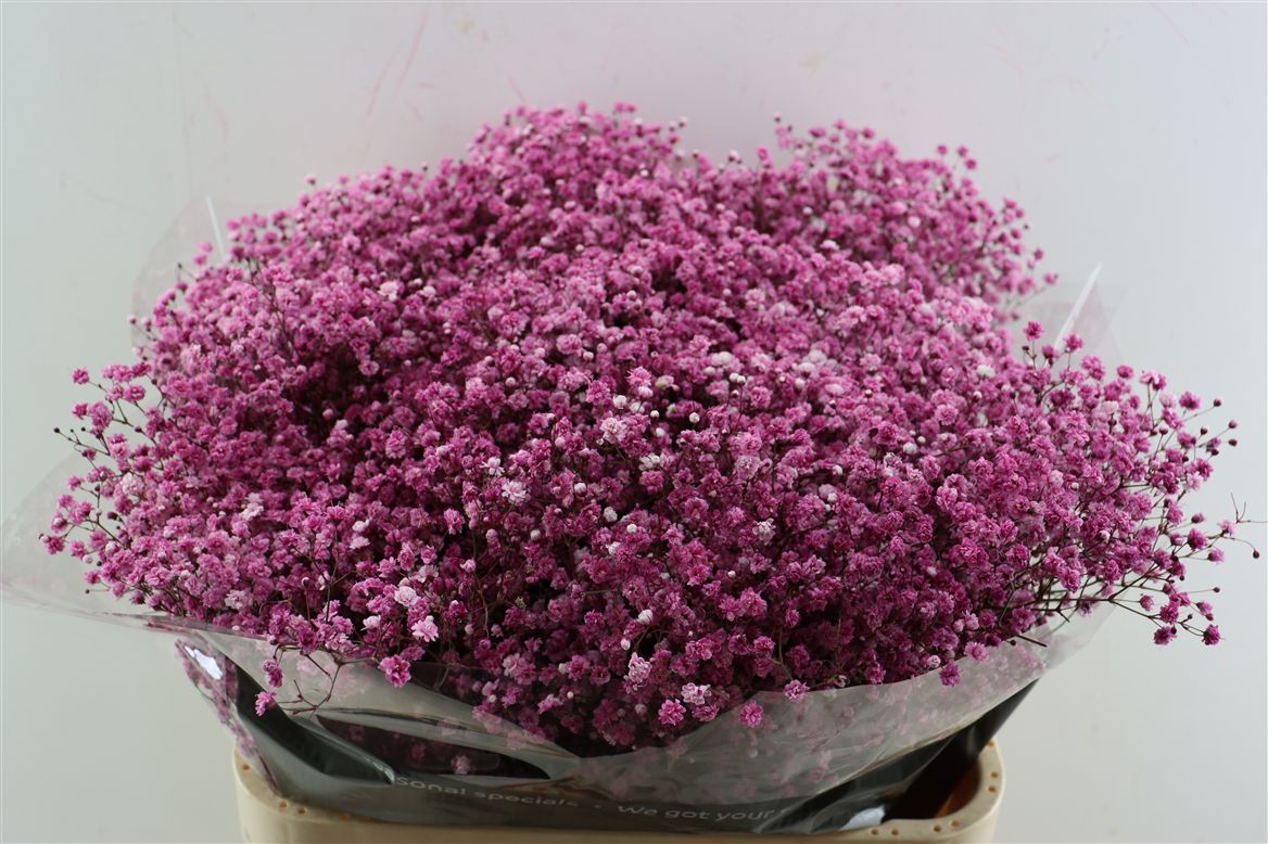 Gypsophila Painted Panic Burgundy 80cm 40gr.