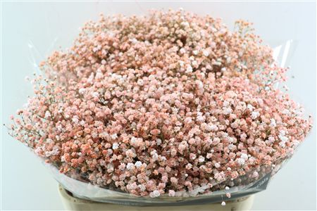 Gyps Pa. Coral/salmon