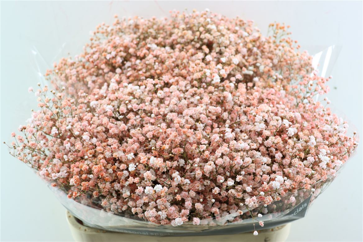 Gypsophila Painted Panic Coral/Salmon 80cm 40gr.