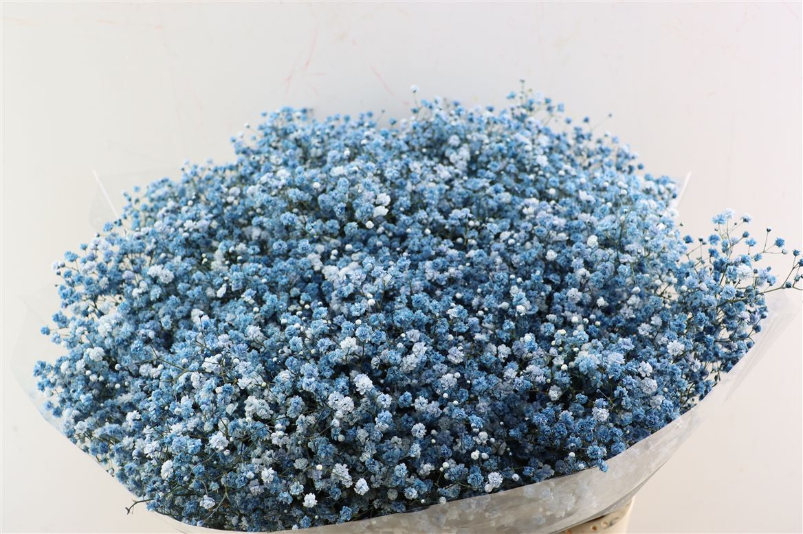 Gypsophila Painted Panic Navy 80cm 40gr.