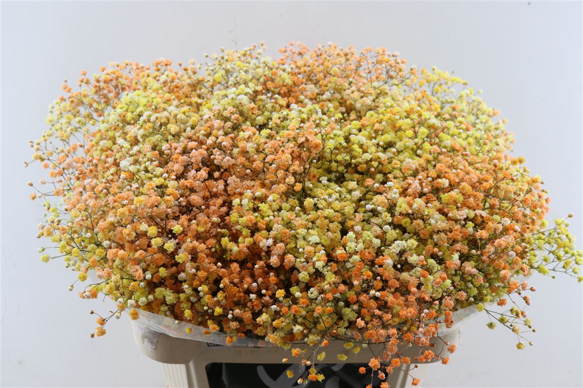 Gypsophila Painted Panic Disco Miami 80cm 40gr.