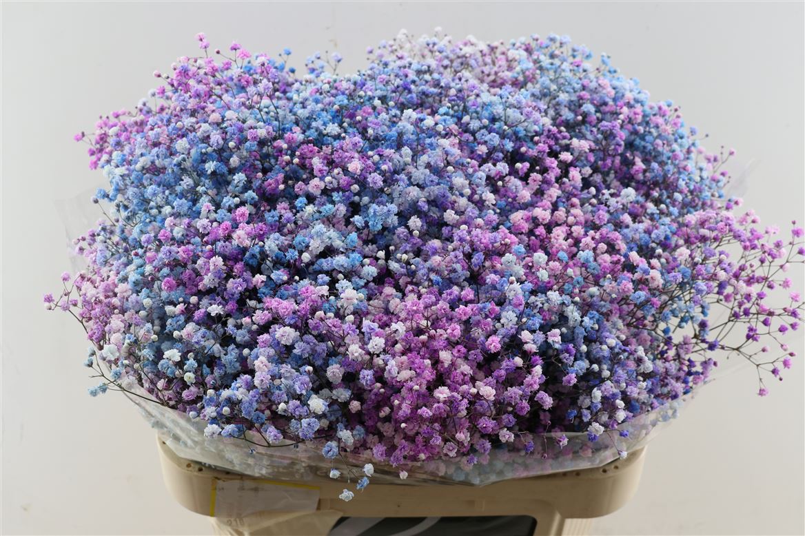 Gypsophila Painted Panic Disco Detroit 80cm 40gr.