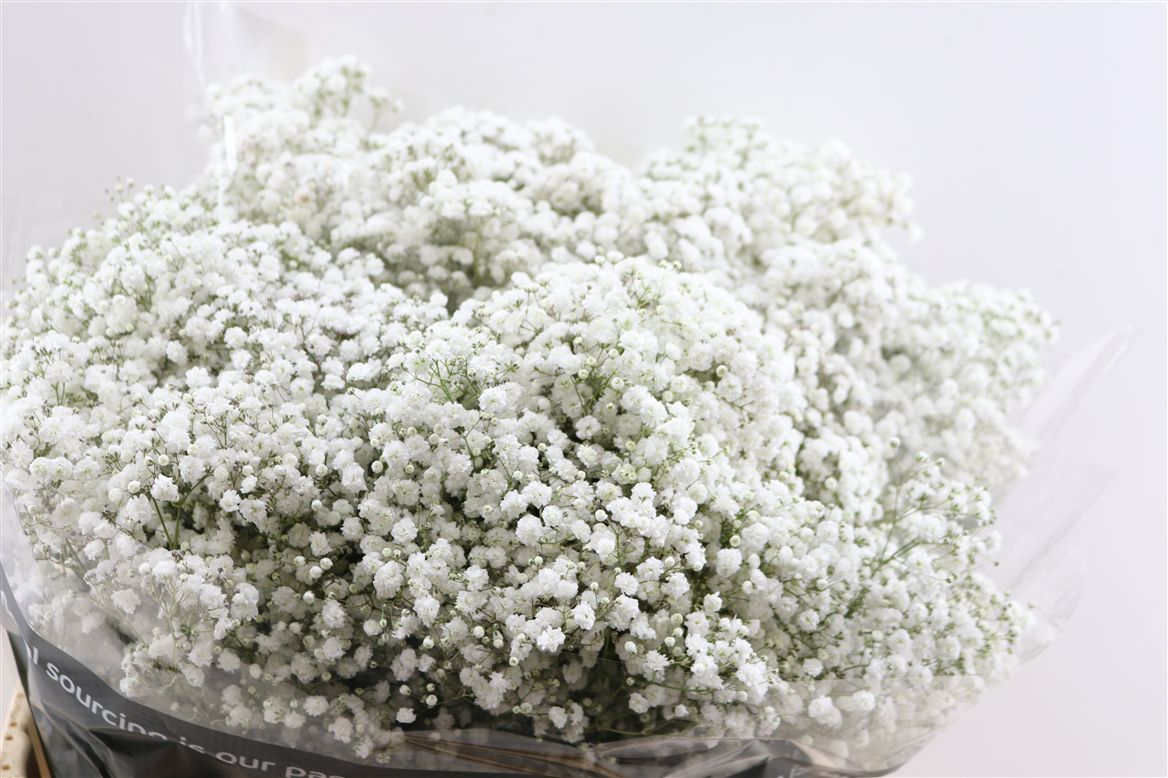 Gypsophila Paniculata Xlence 80cm 35gr.