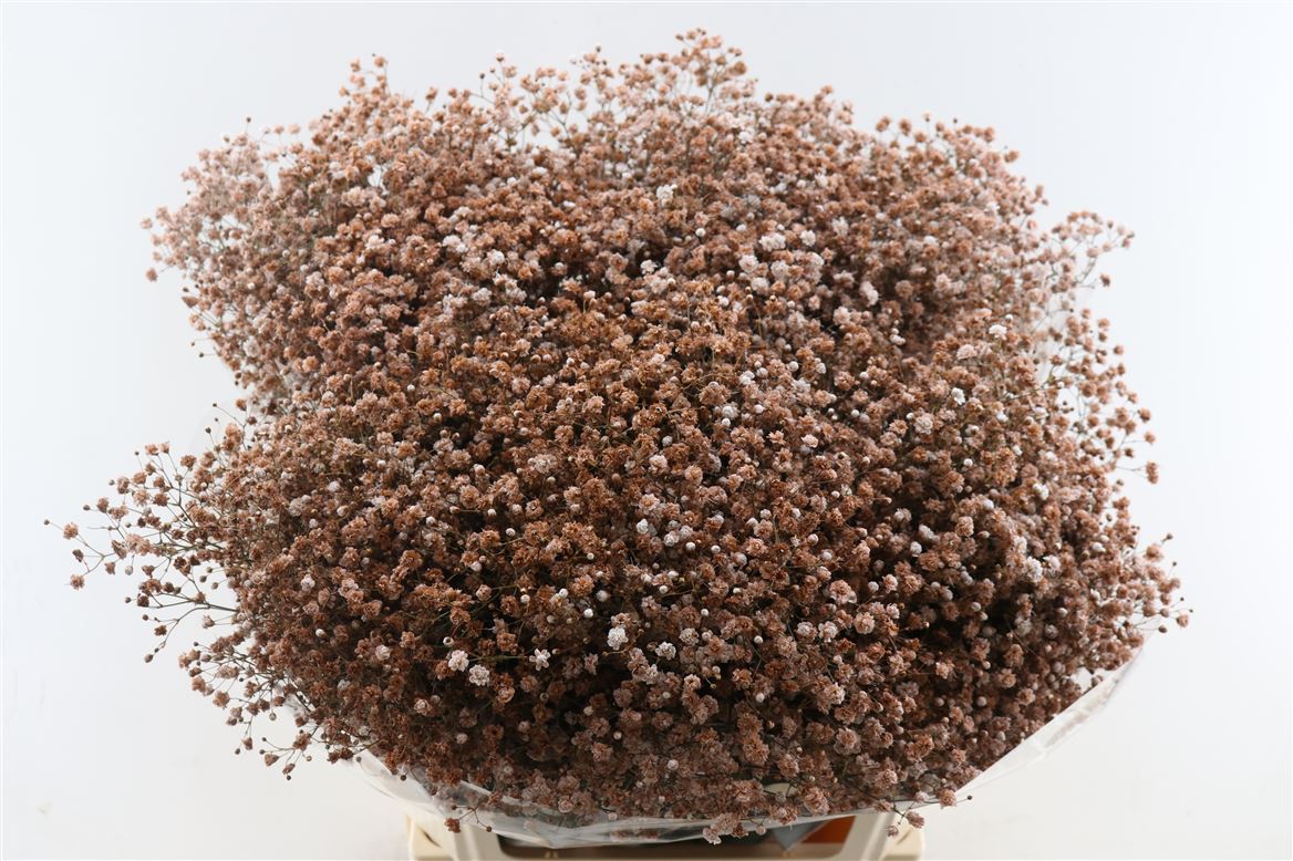 Gypsophila Paniculata Brownie 80cm 40gr.