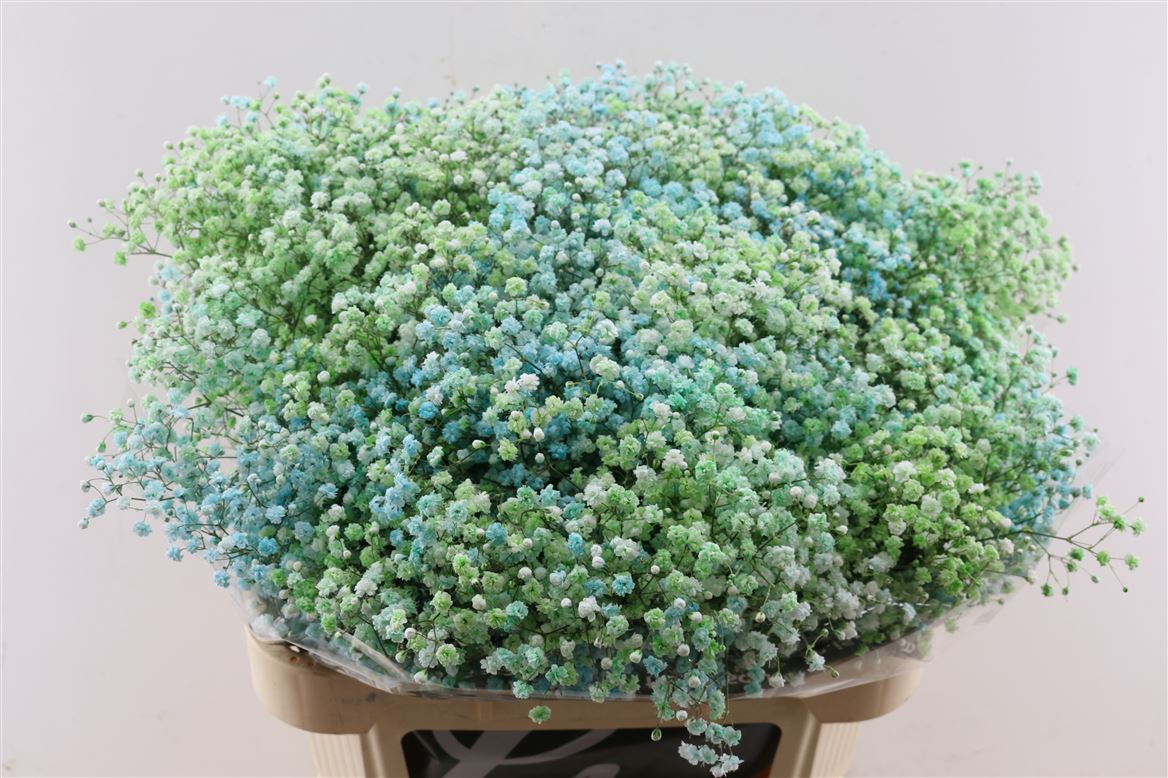 Gypsophila Painted Panic Disco New York 80cm 40gr.