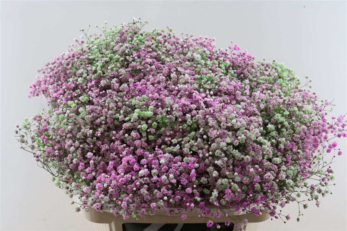 Gypsophila Painted Panic Disco Las Vegas 80cm 40gr.