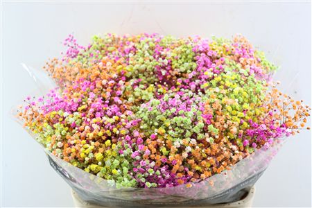 Gyps Pa. Rainbow Spring