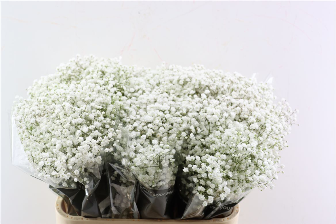 Gypsophila Paniculata Cosmic 80cm 25gr.