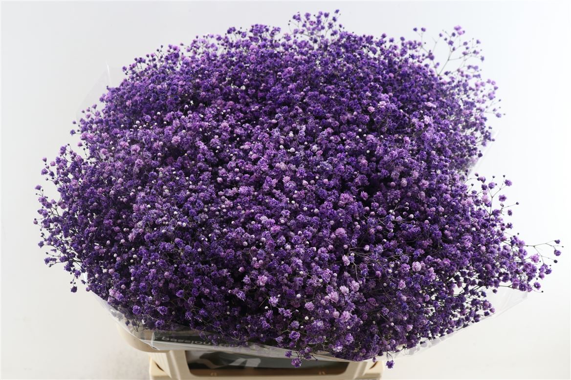 Gypsophila Painted Panic Cassis 80cm 40gr.