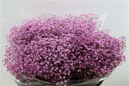 Gyps Pa. Pink Antique