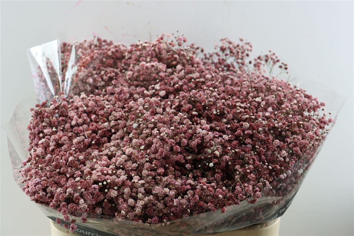 Gypsophila Painted Panic Cappuccino 80cm 40gr.