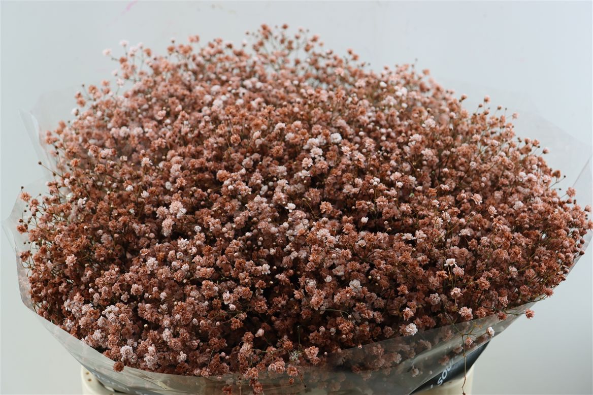 Gypsophila Painted Panic Barista 80cm 40gr.