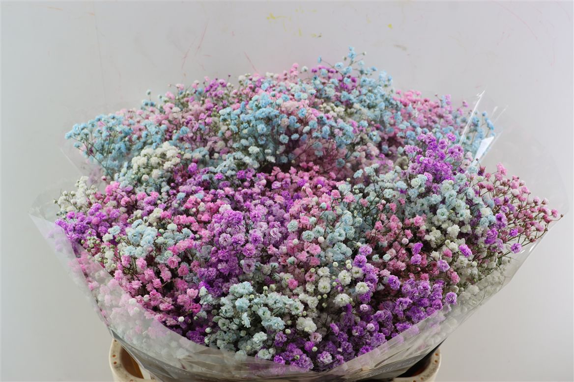 Gypsophila Painted Panic Rainbow Barbie 80cm 40gr.