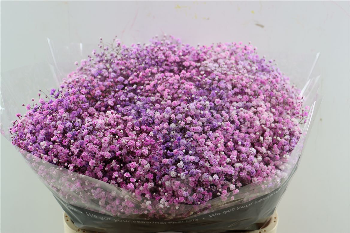 Gypsophila Painted Panic Disco Lovely Pink 80cm 40gr.