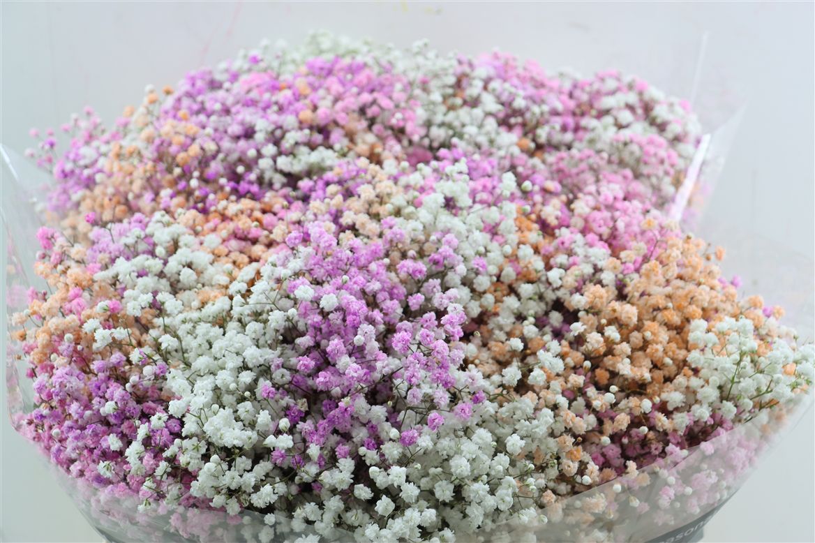 Gypsophila Painted Panic Sorbet Rainbow 80cm 40gr.