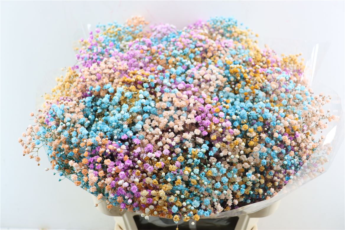 Gypsophila Painted Panic Fantasy Rainbow 80cm 40gr.