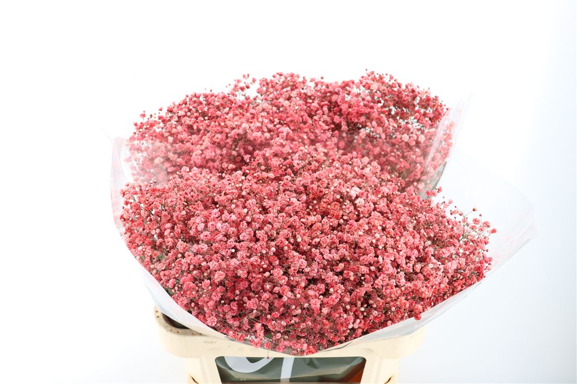 Gypsophila Painted 80cm 40gram