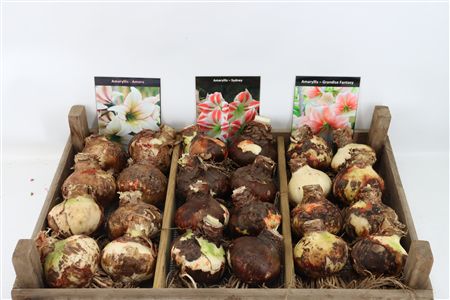 Bloembol Hipp Mix 1
