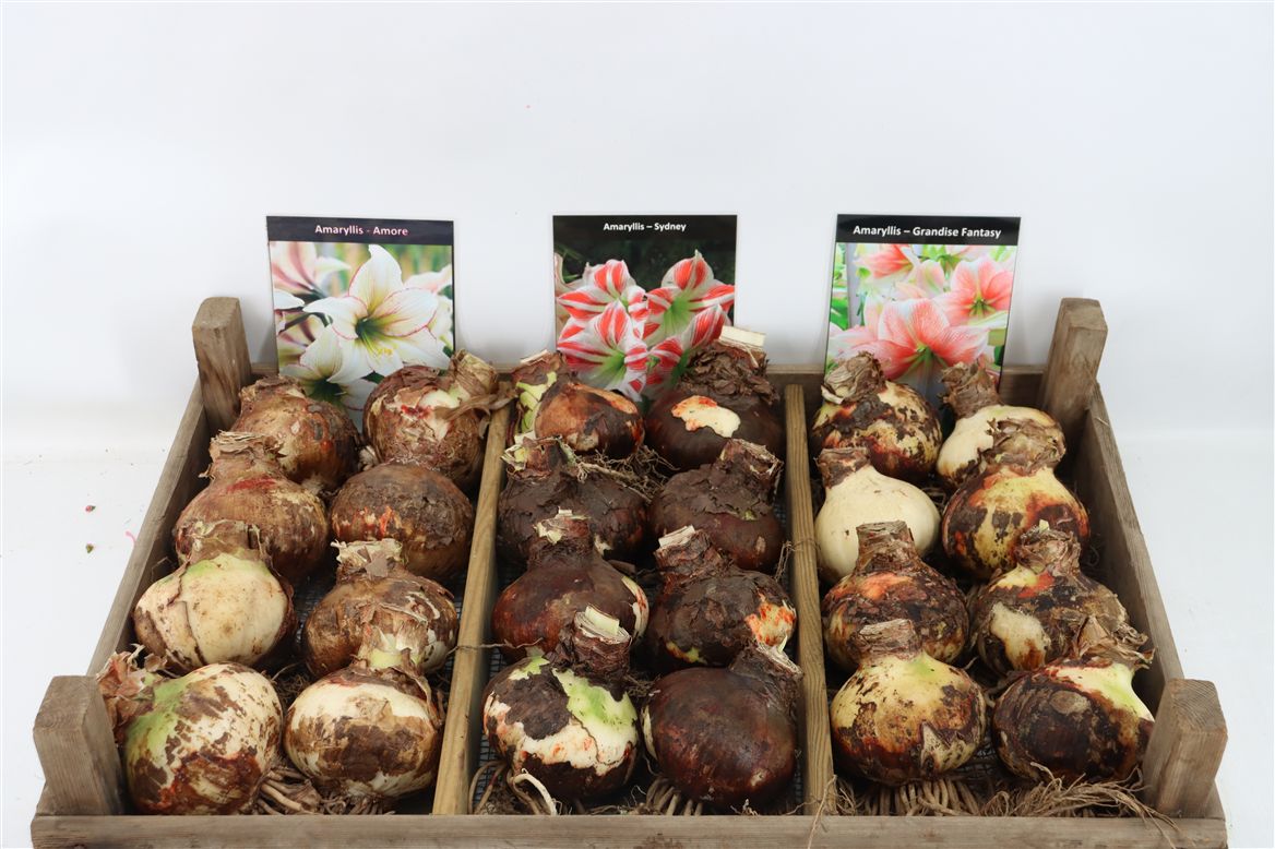 Hippeastrum Mixed