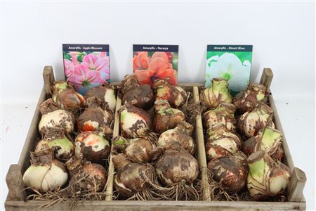 Bloembol Hipp Mix 2
