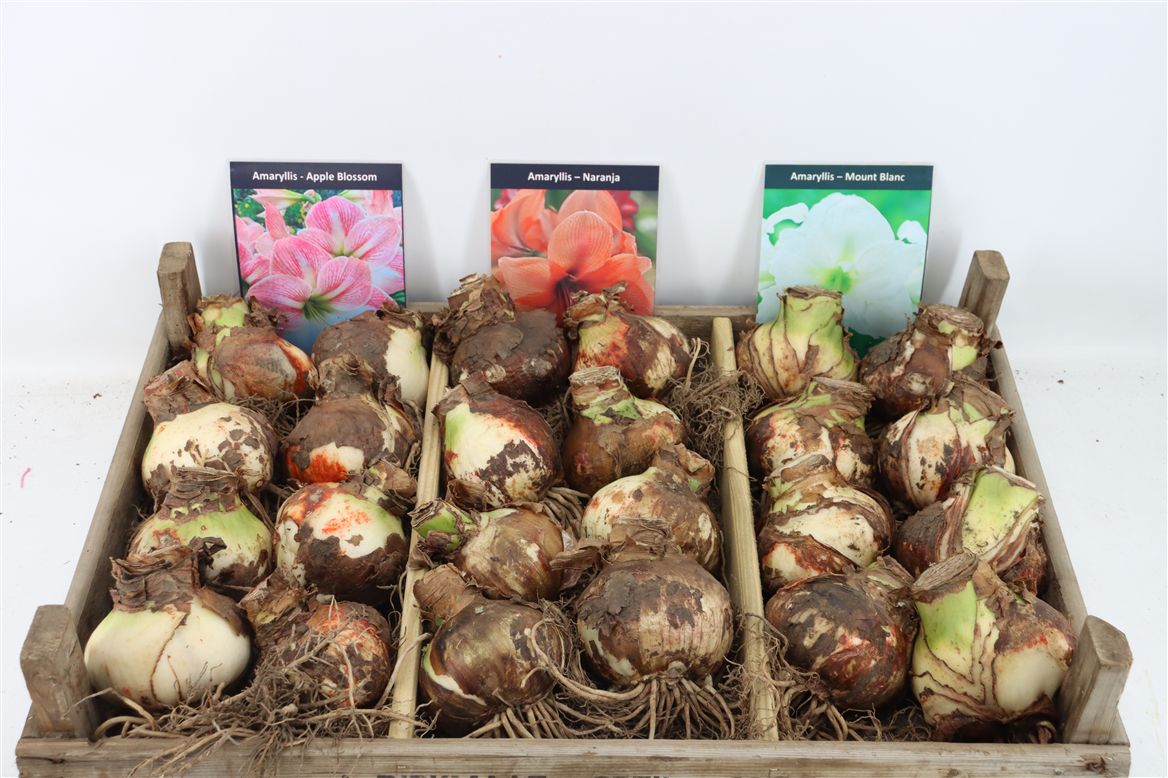 Hippeastrum Mixed