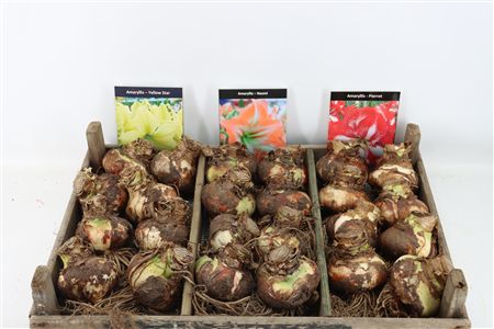 Bloembol Hipp Mix 3
