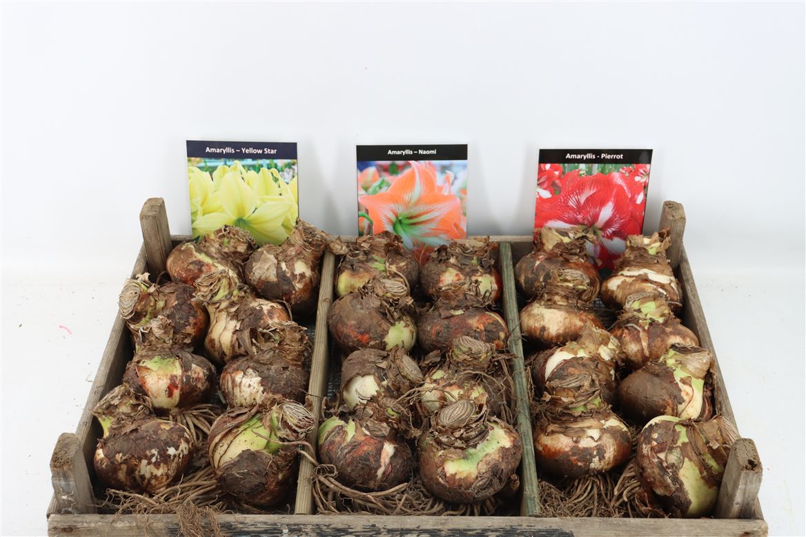 Hippeastrum Mixed