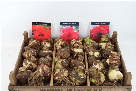 Bloembol Hipp Mix 4