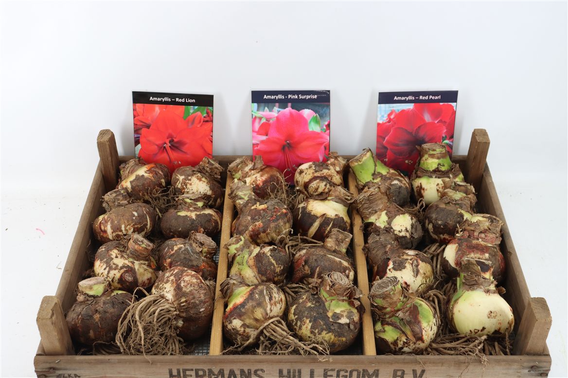 Hippeastrum Mixed