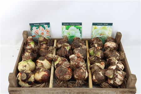 Bloembol Hipp Mix 7