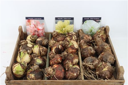 Bloembol Hipp Mix 8