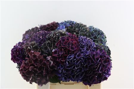 Hydr Magical Crimson 50cm