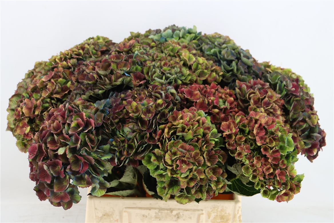 Hydrangea Charlotte 45cm 15Ø