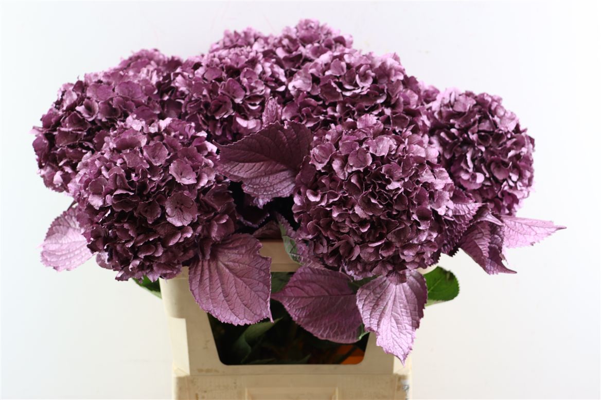 Hydrangea Painted Metallic Pink 80cm 20-22cm Hd