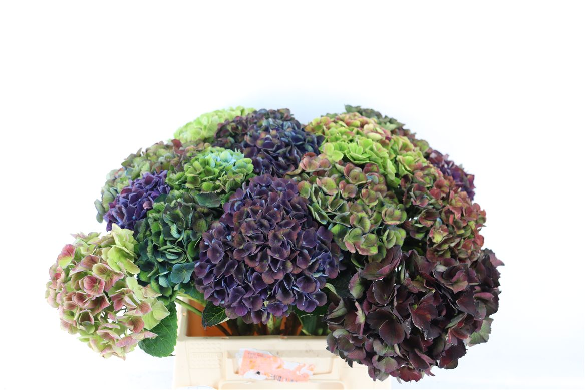 Hydrangea 45cm 20Ø