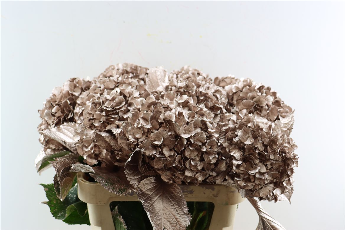 Hydrangea Painted Champagne 80cm 20-22cm Hd