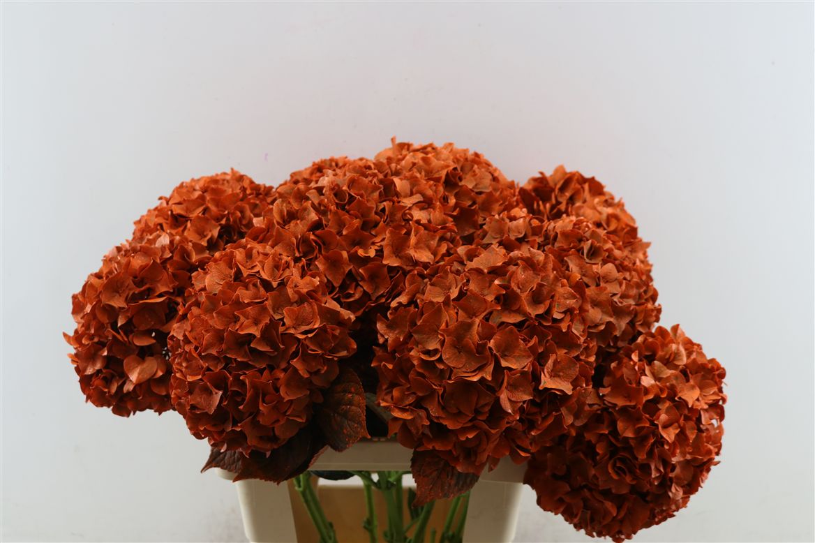 Hydrangea Painted Orange 80cm 20-22cm Hd