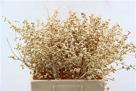 Ilex Klbh Antique Gold Stem