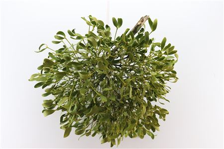 Mistletoe Kronen 1 Kilo P Stuk