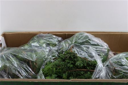 Chamaecyparis Nana 2 Kg P Pak