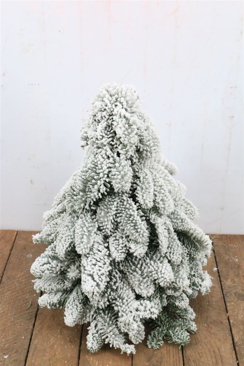 Chamaecyparis X-mass Snowy 30Ø 30cm